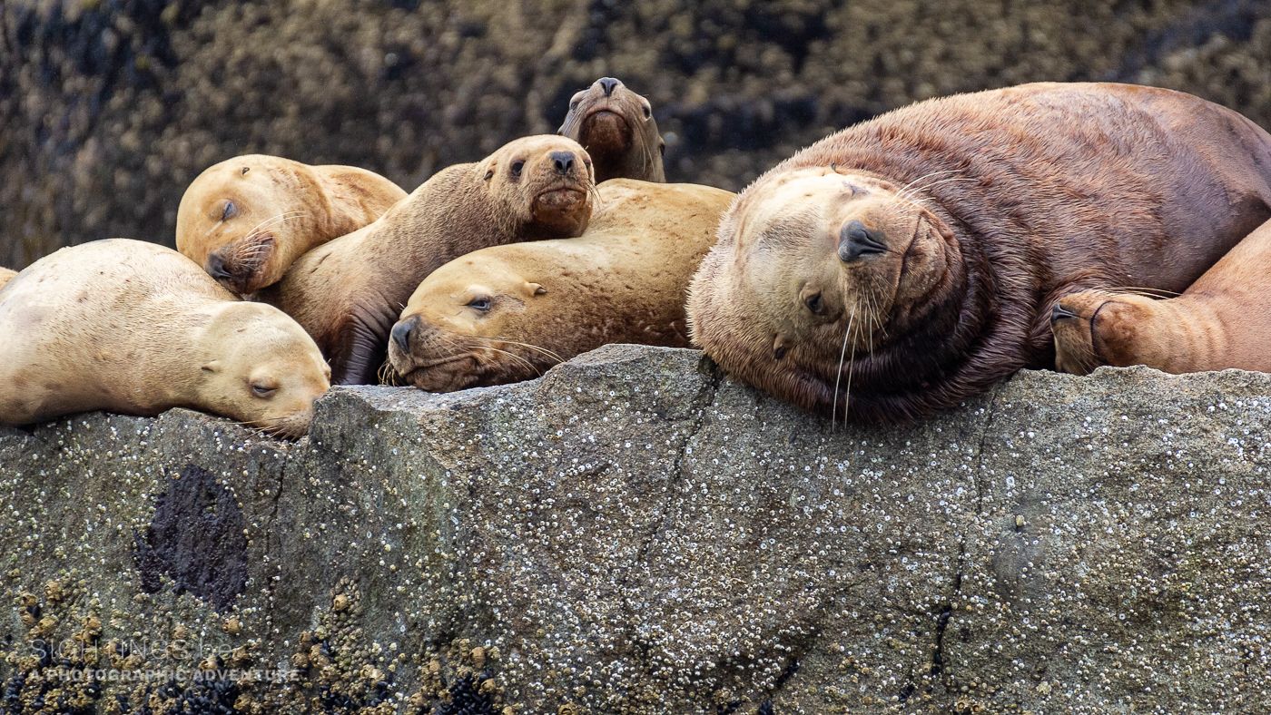 Stellar Sea Lions, Resurrection Bay