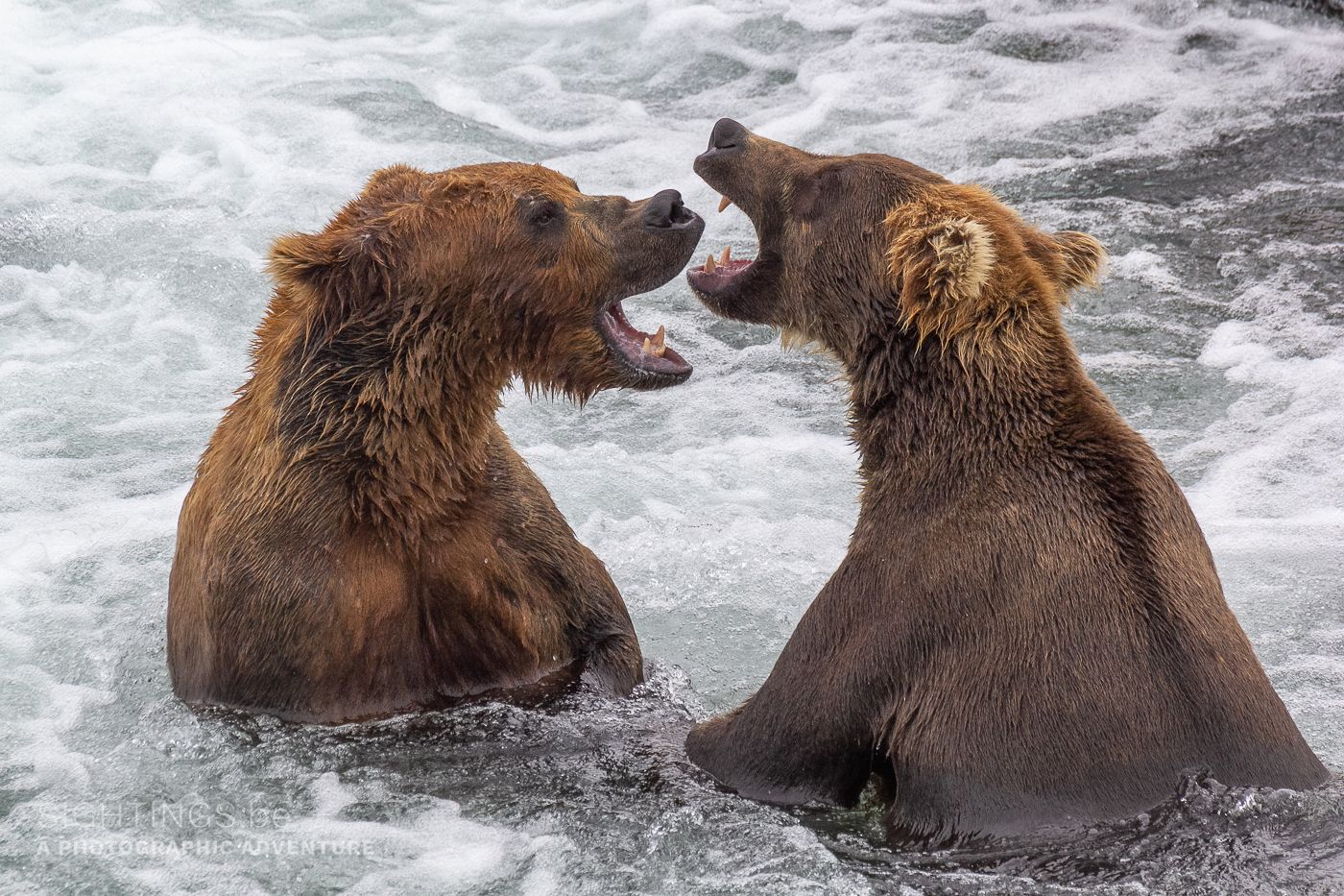 Brooks Falls, Katmai National Park