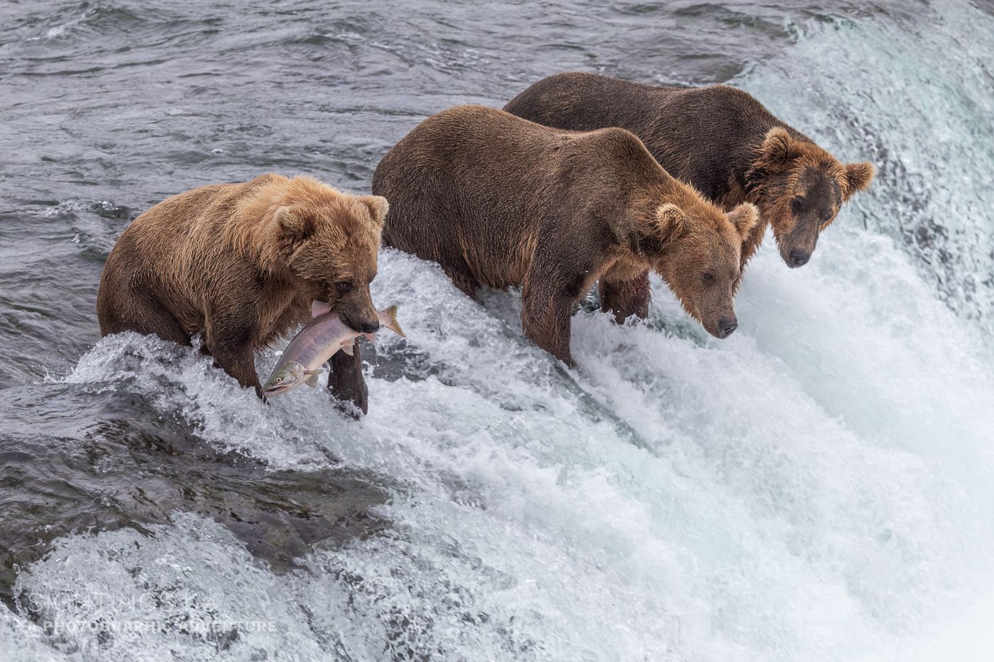 Brooks Falls, Katmai National Park