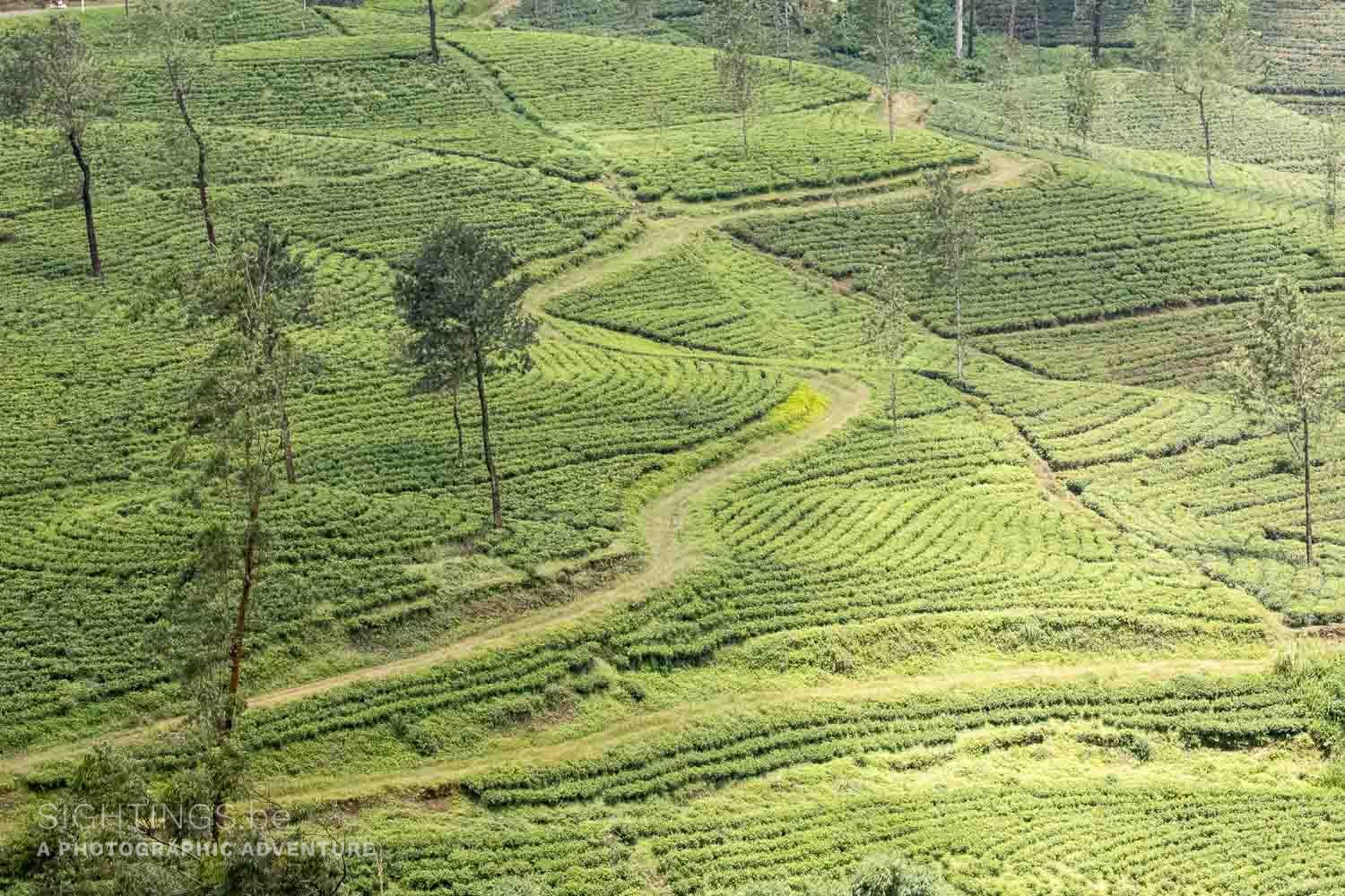 Tea plantations on the highlands