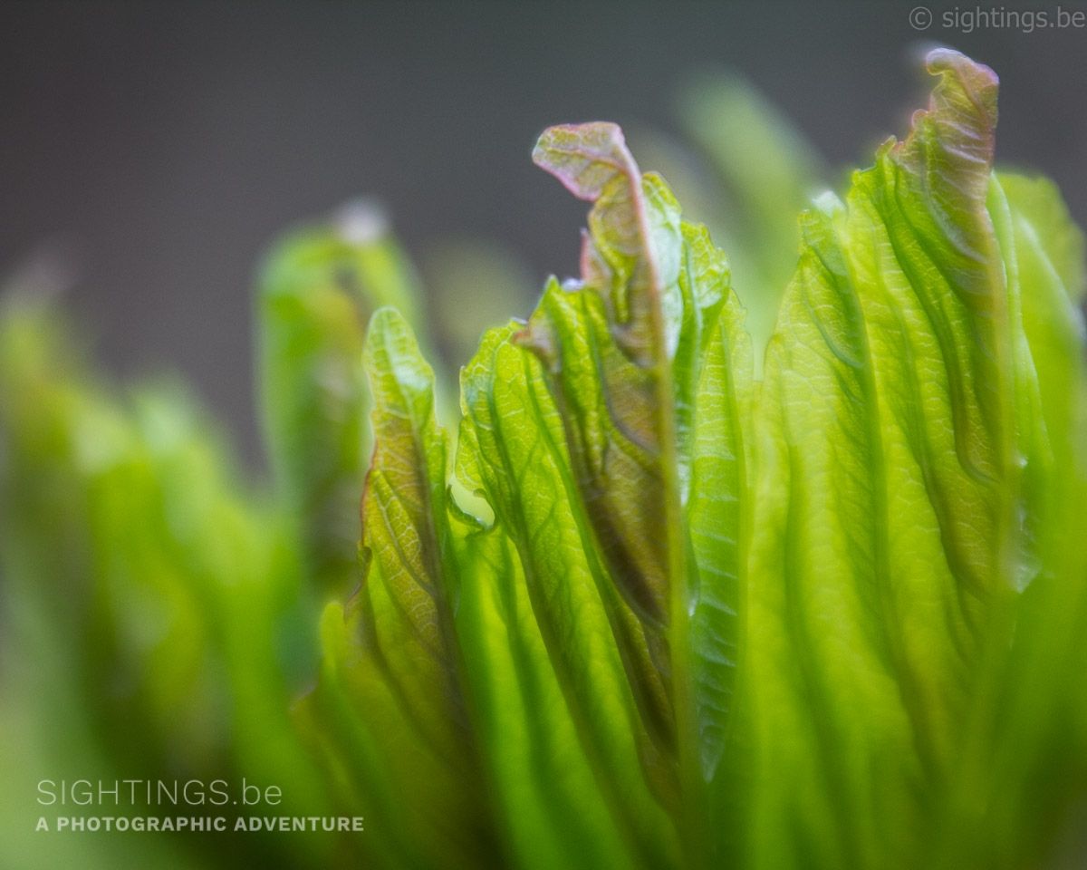 Fresh leaves appearing in spring