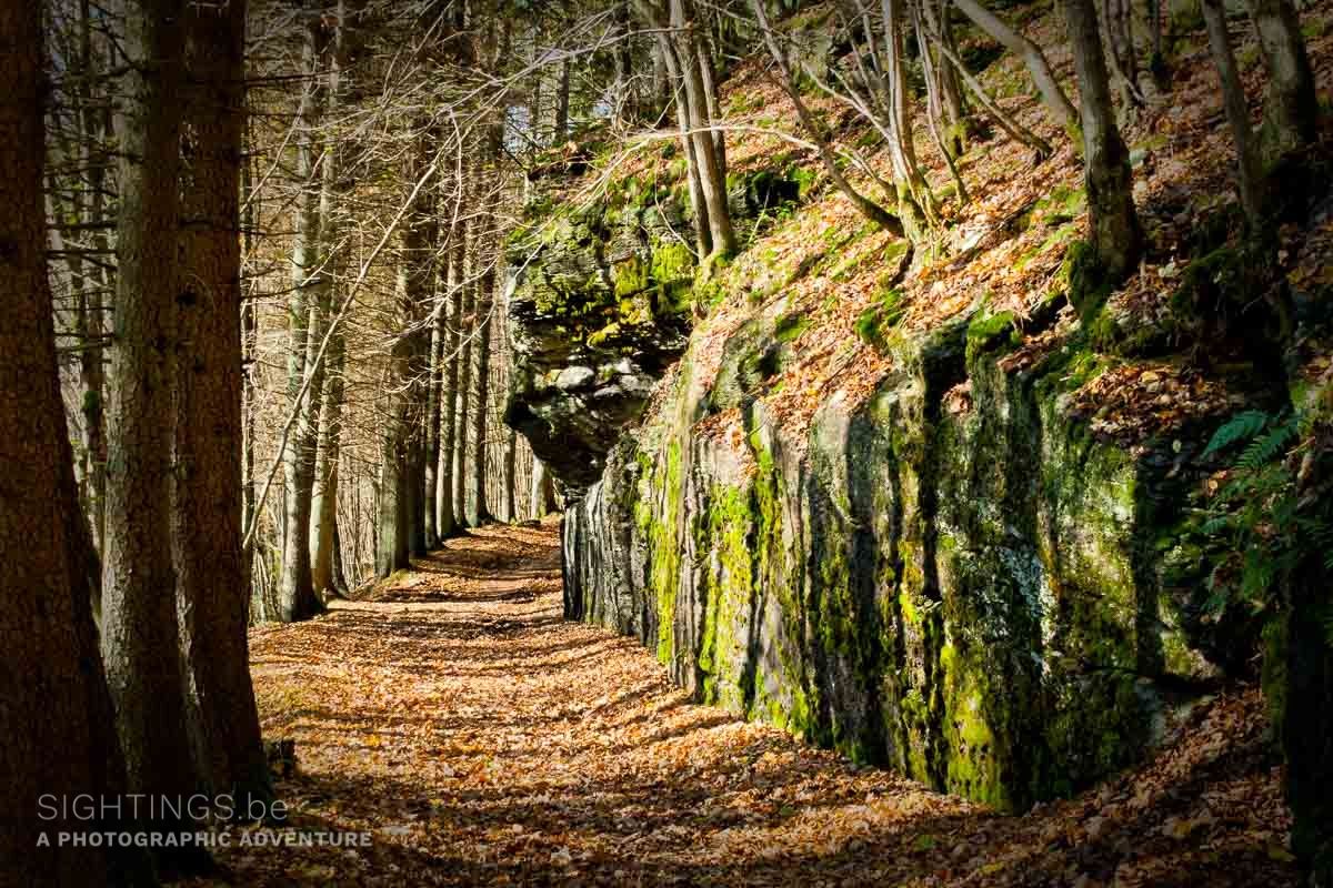 Forest near Gedinne