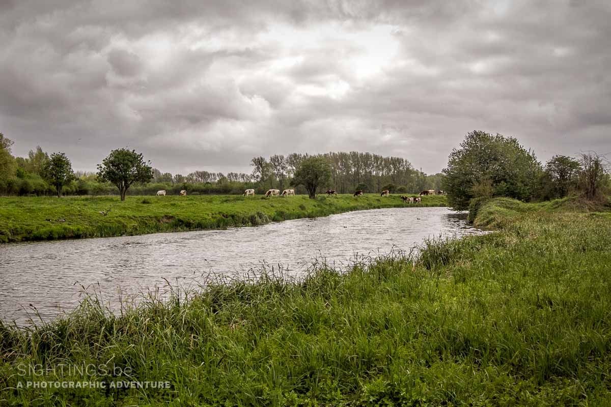 Ossemeersen Leie river in the Bourgoyen nature reserve