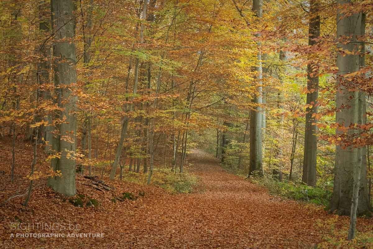 Meerdaal forest, Nethen