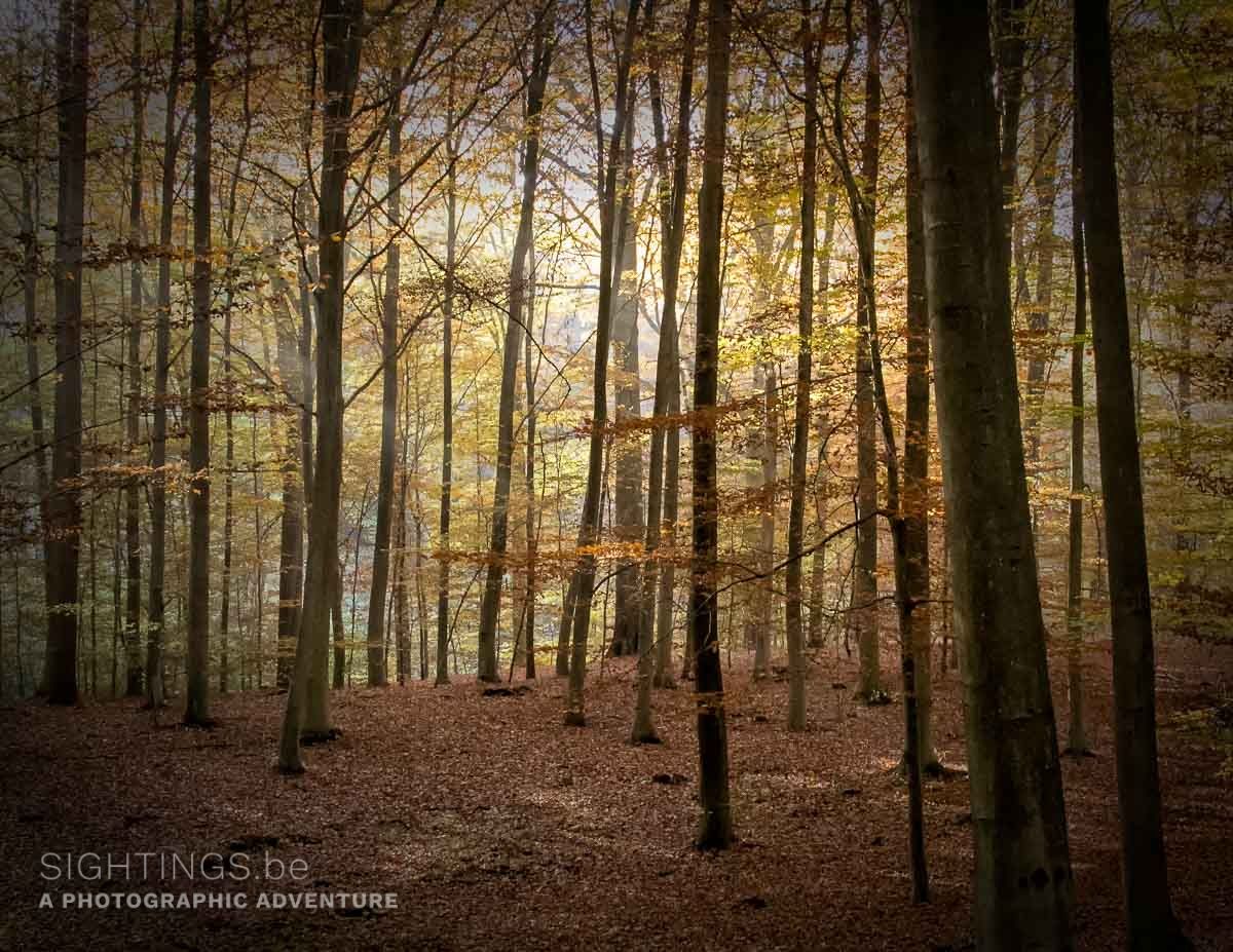 Meerdaal forest, Nethen