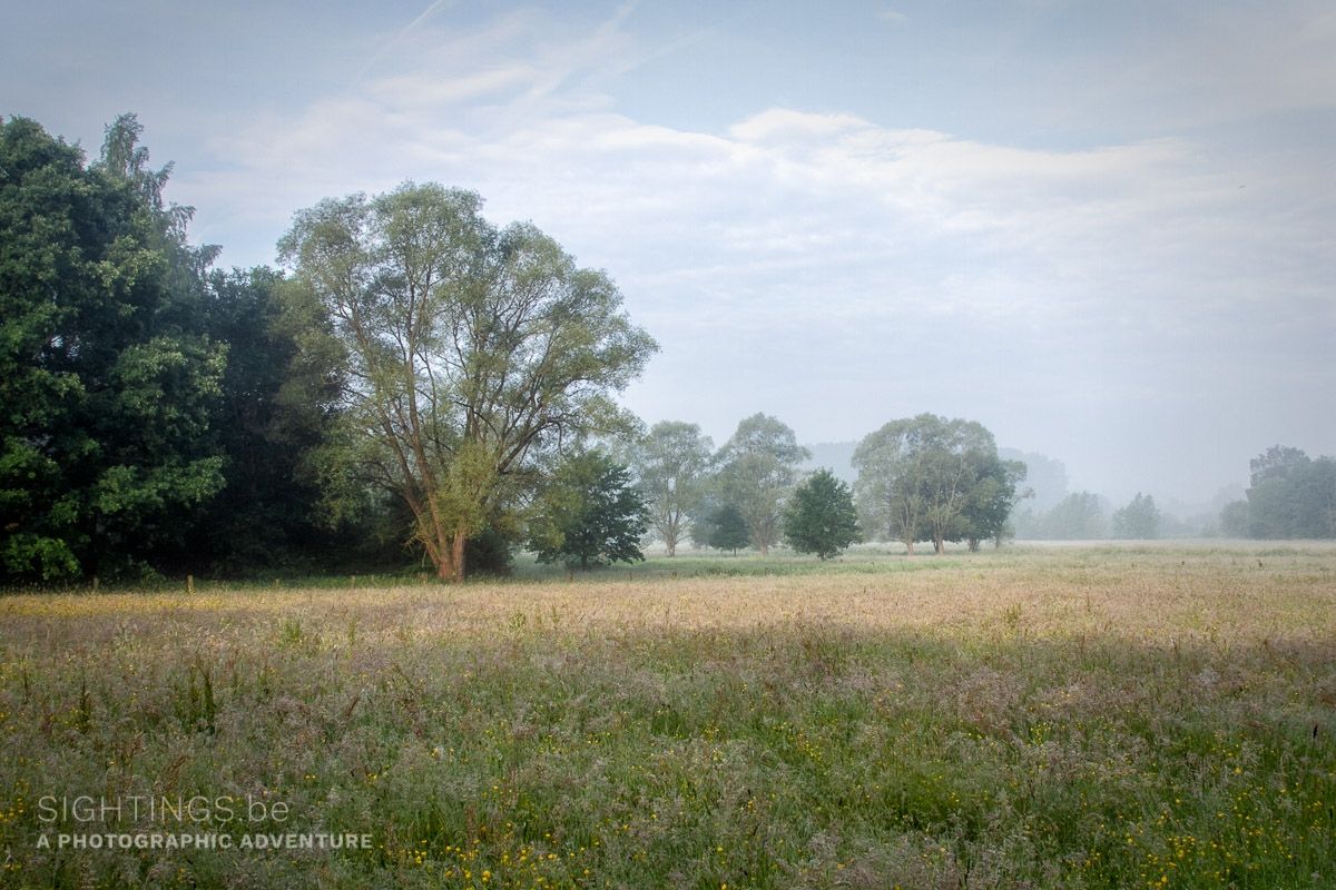 Morning view from the 'Doode Beemde' nature reserve