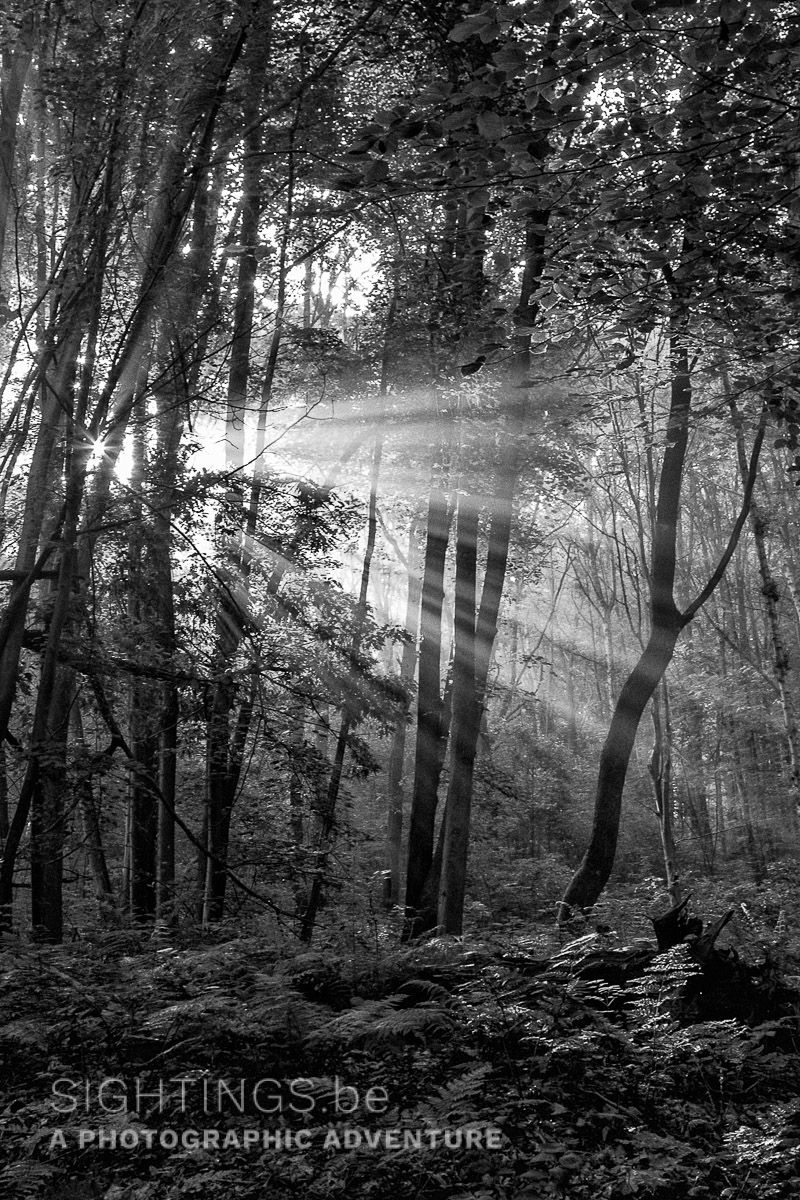 Sunrays