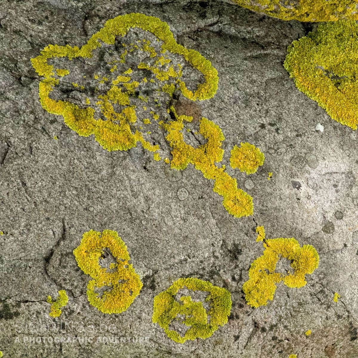Lichens on the rocks of Smögen