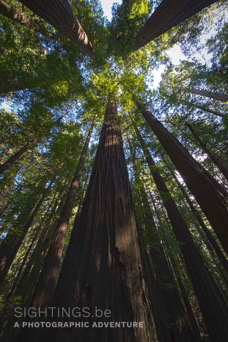 Avenue of the Giants, Founders Grove