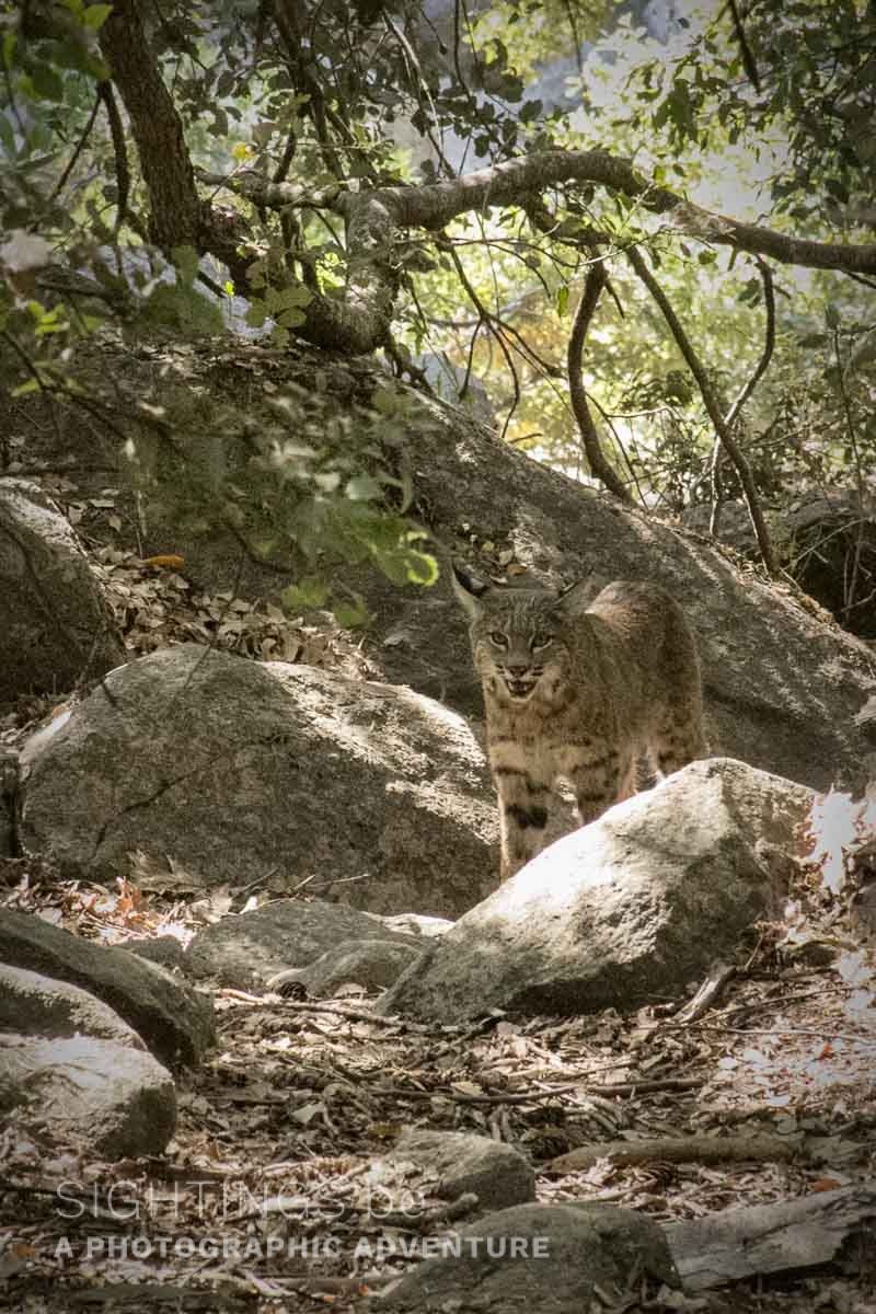 Bobcat, Yosemite National Park