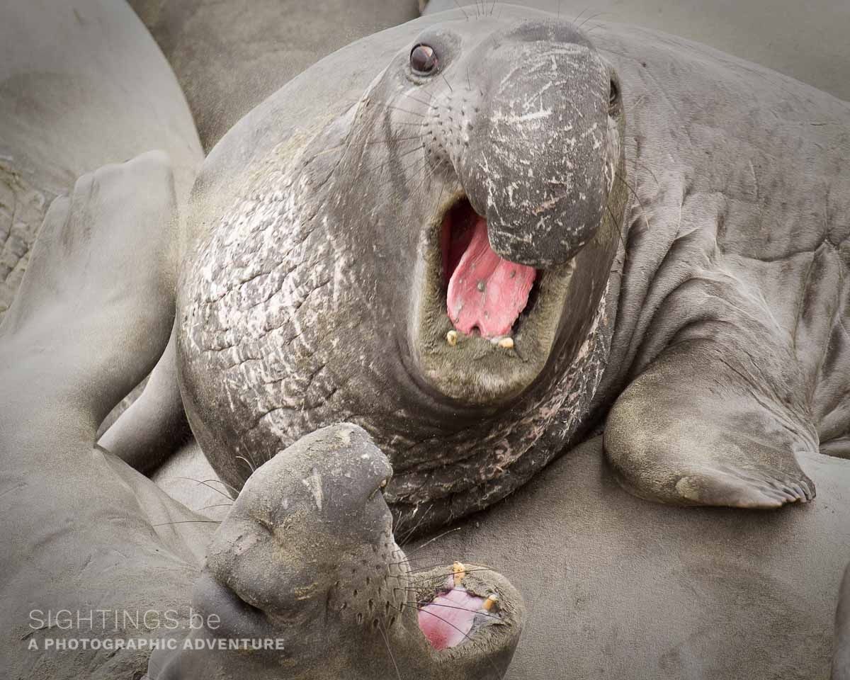 Elephant seals, South of Pietra Blancas Lighthouse