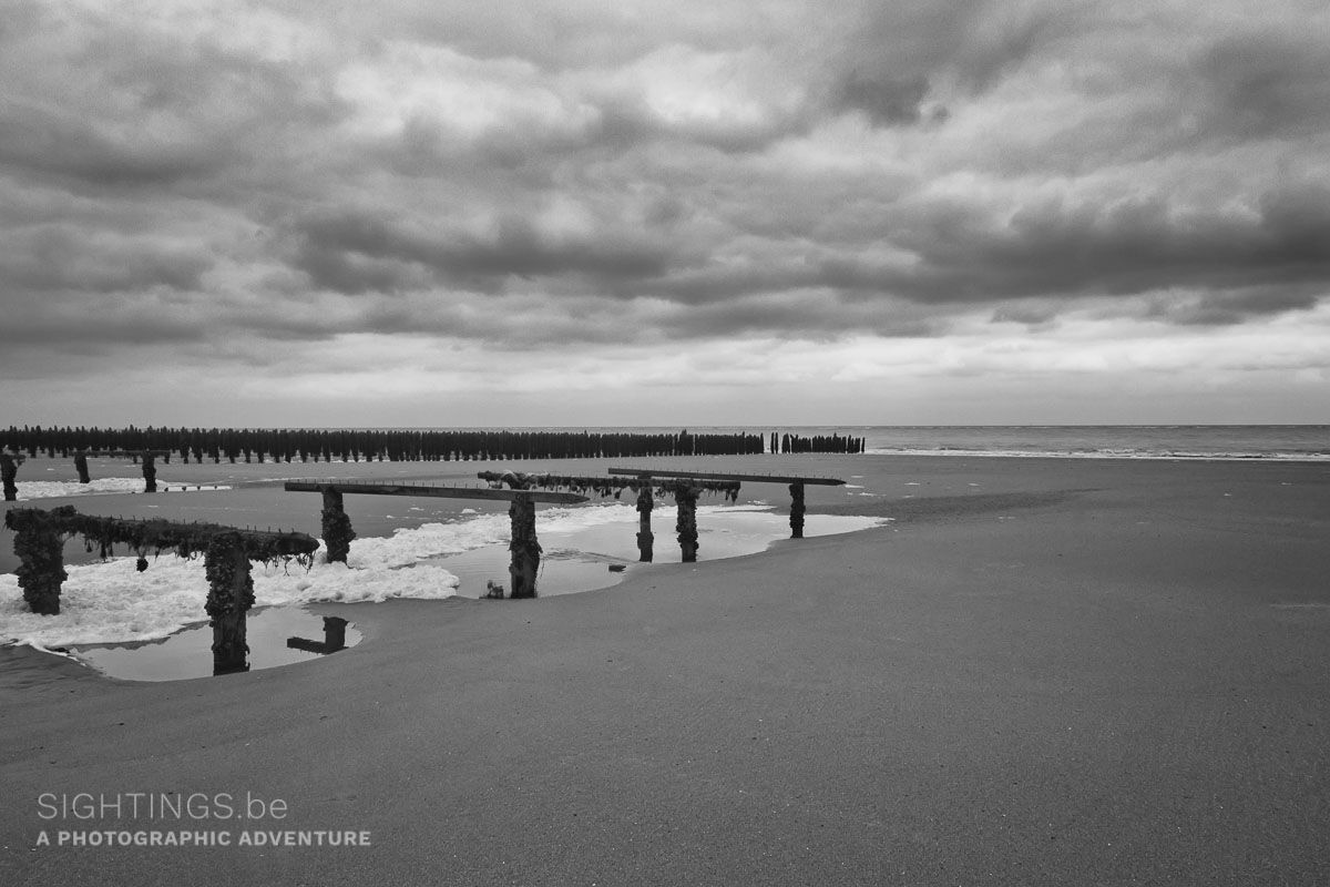 Mussel beds at low tide