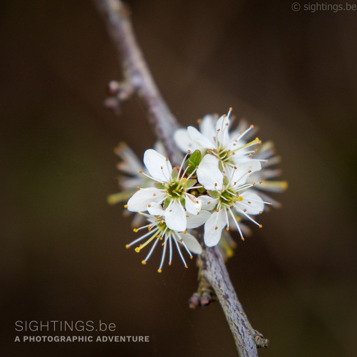 Blossom