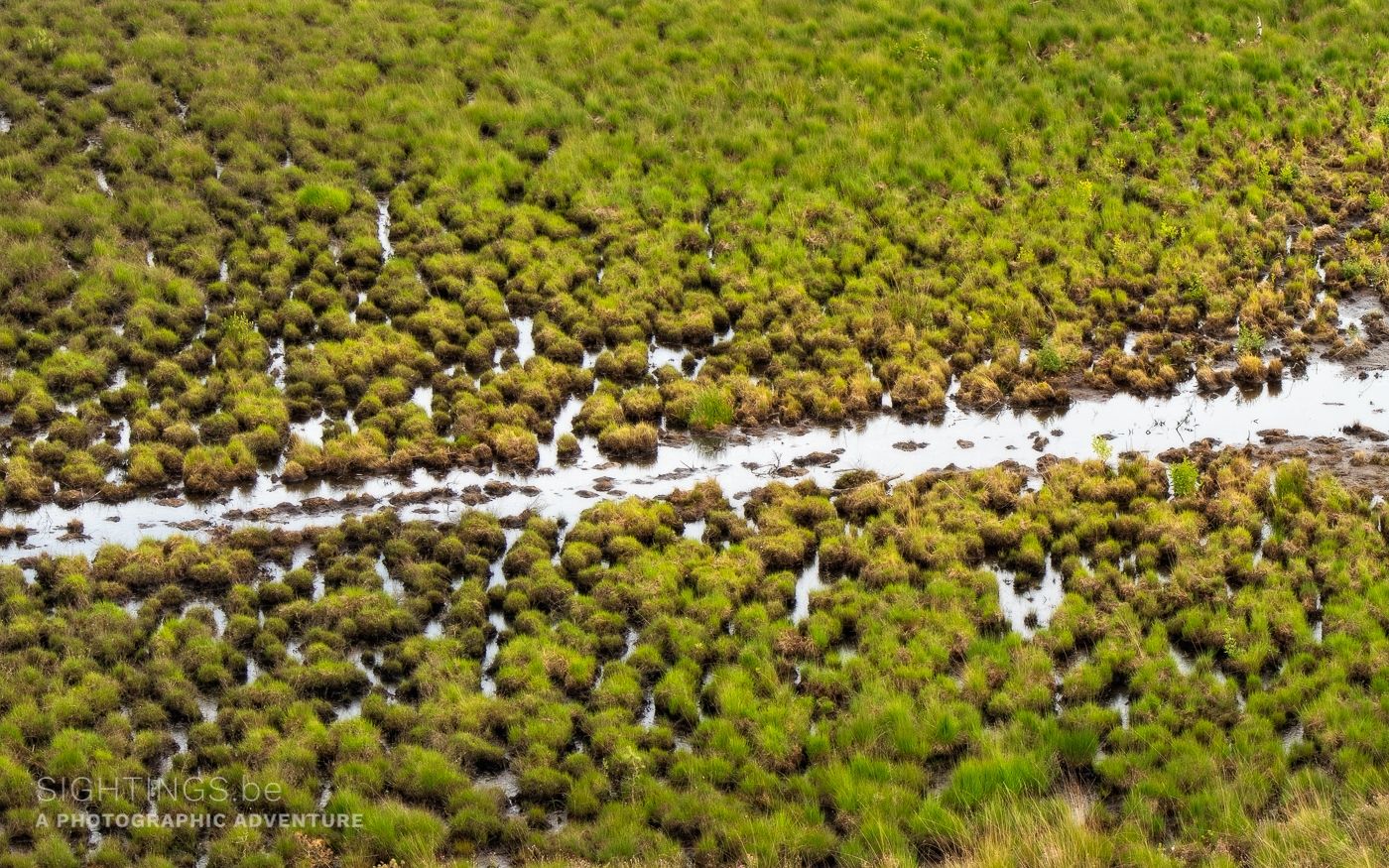 Sight from the 'De Flaes' tower, Lage Mierde
