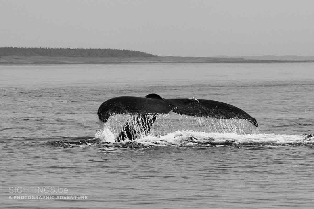 Whale near Brier Island