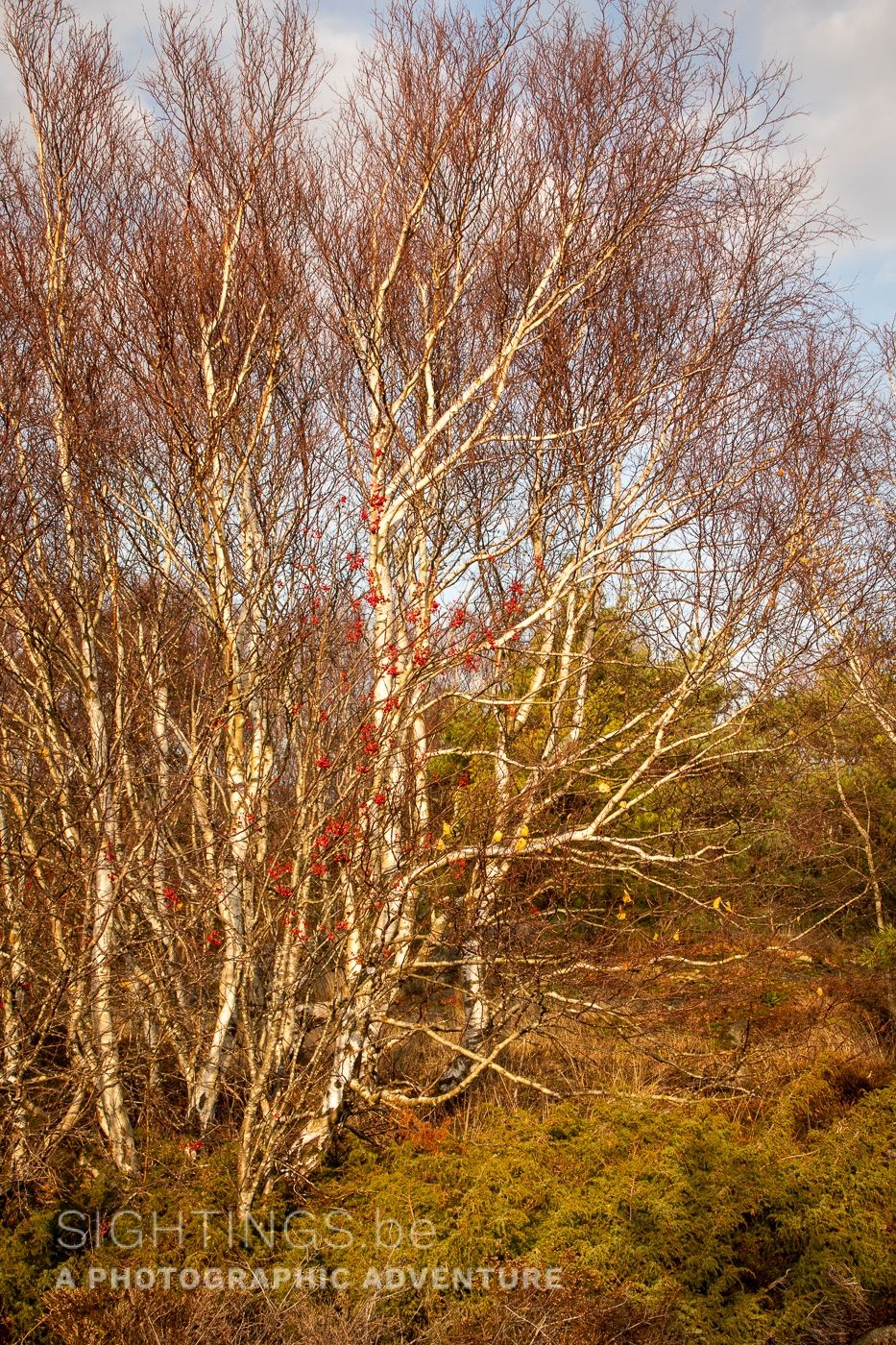 Autumn colours