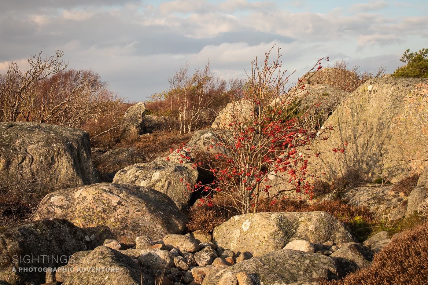 Autumn impression