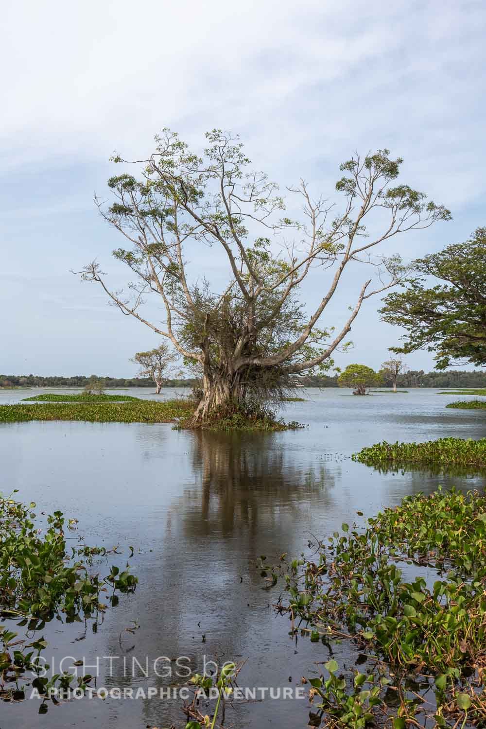 Tissa Lake