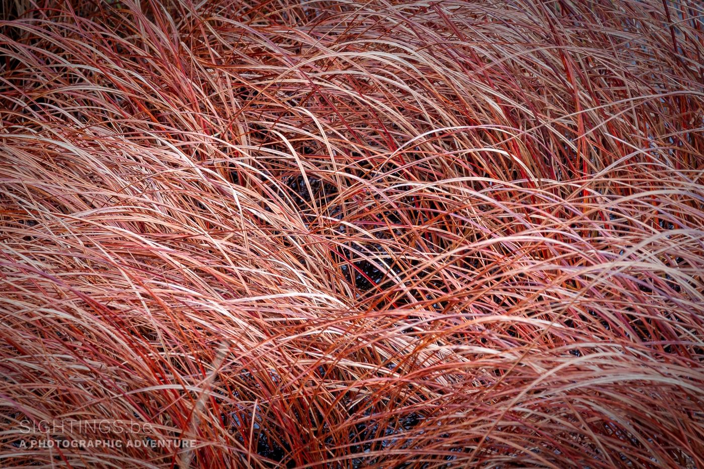 Autumn grasses
