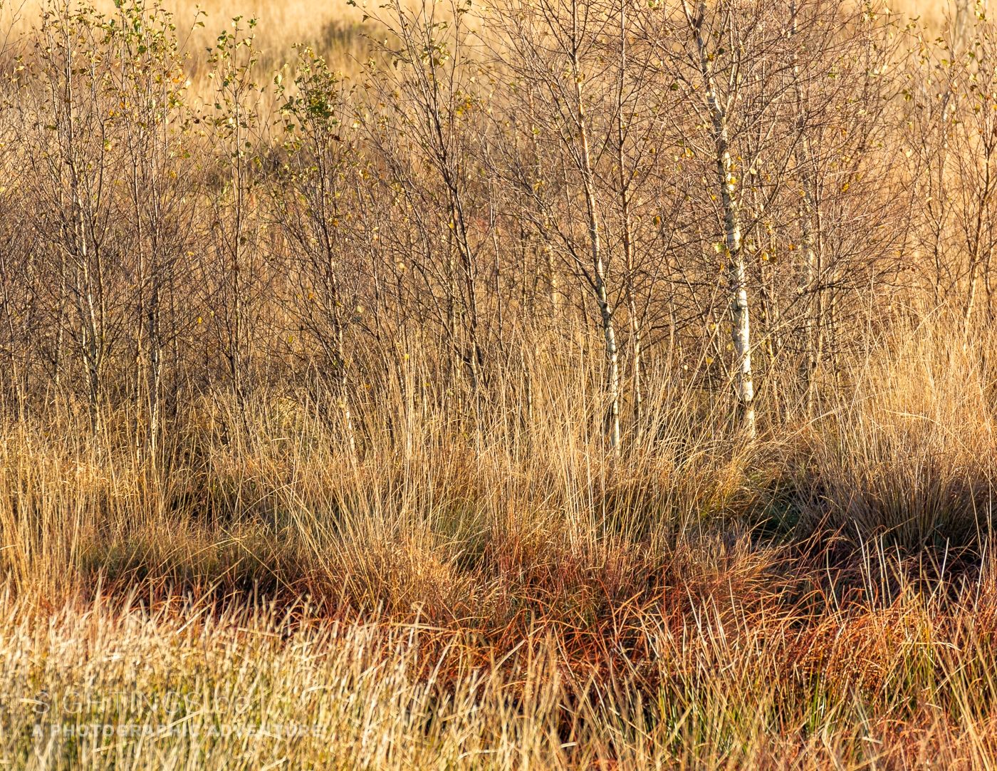 Autumn tones