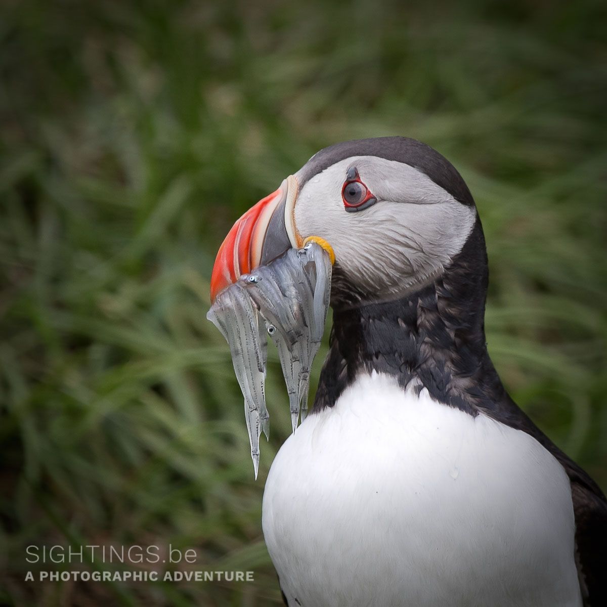 Atlantic puffin near Borgarfjardharhöfn