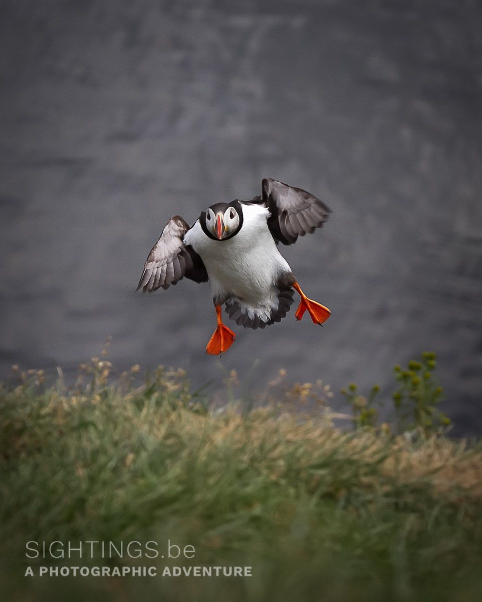 Atlantic puffin near Borgarfjardharhöfn