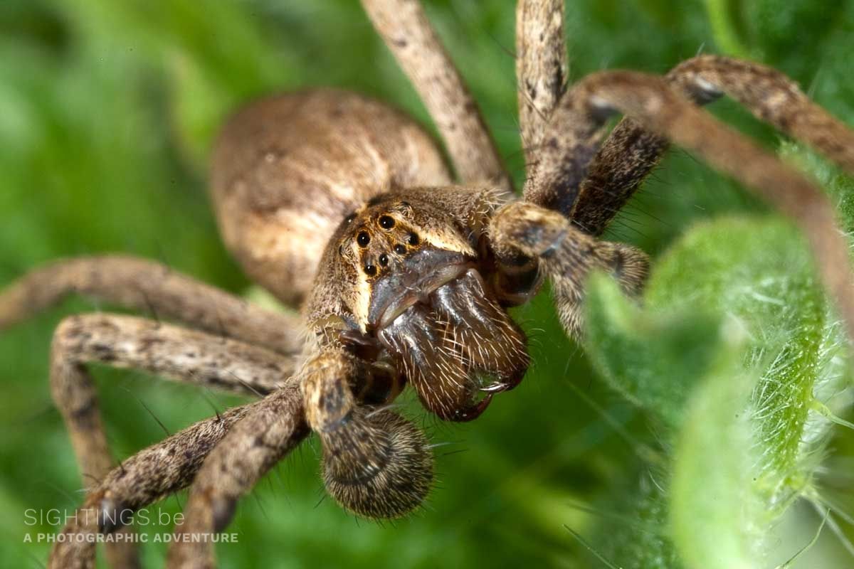 Spider head