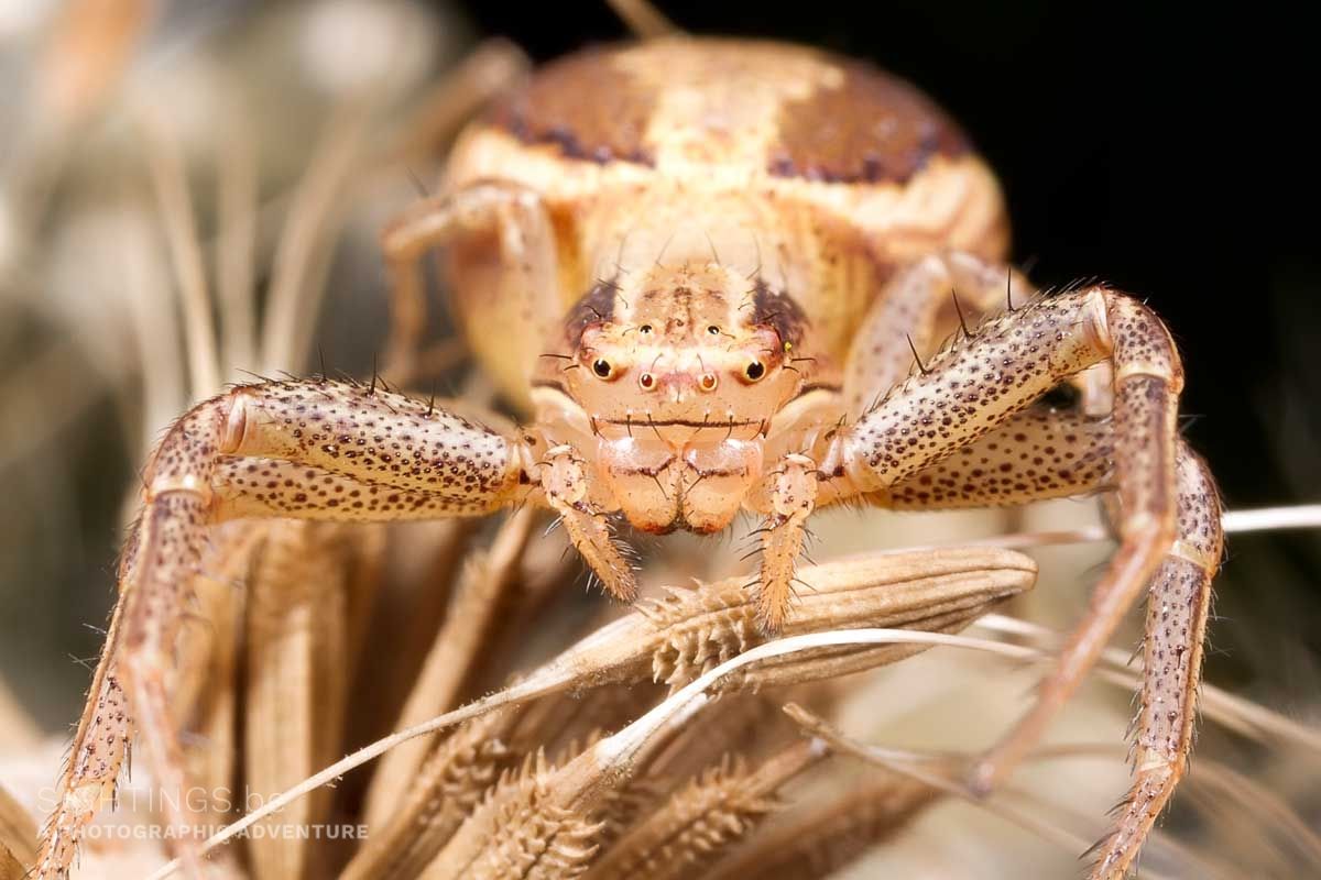 Crab spider