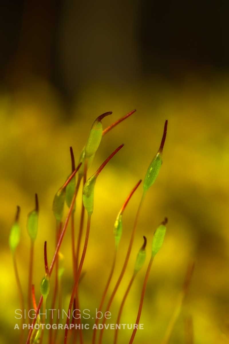 Moss