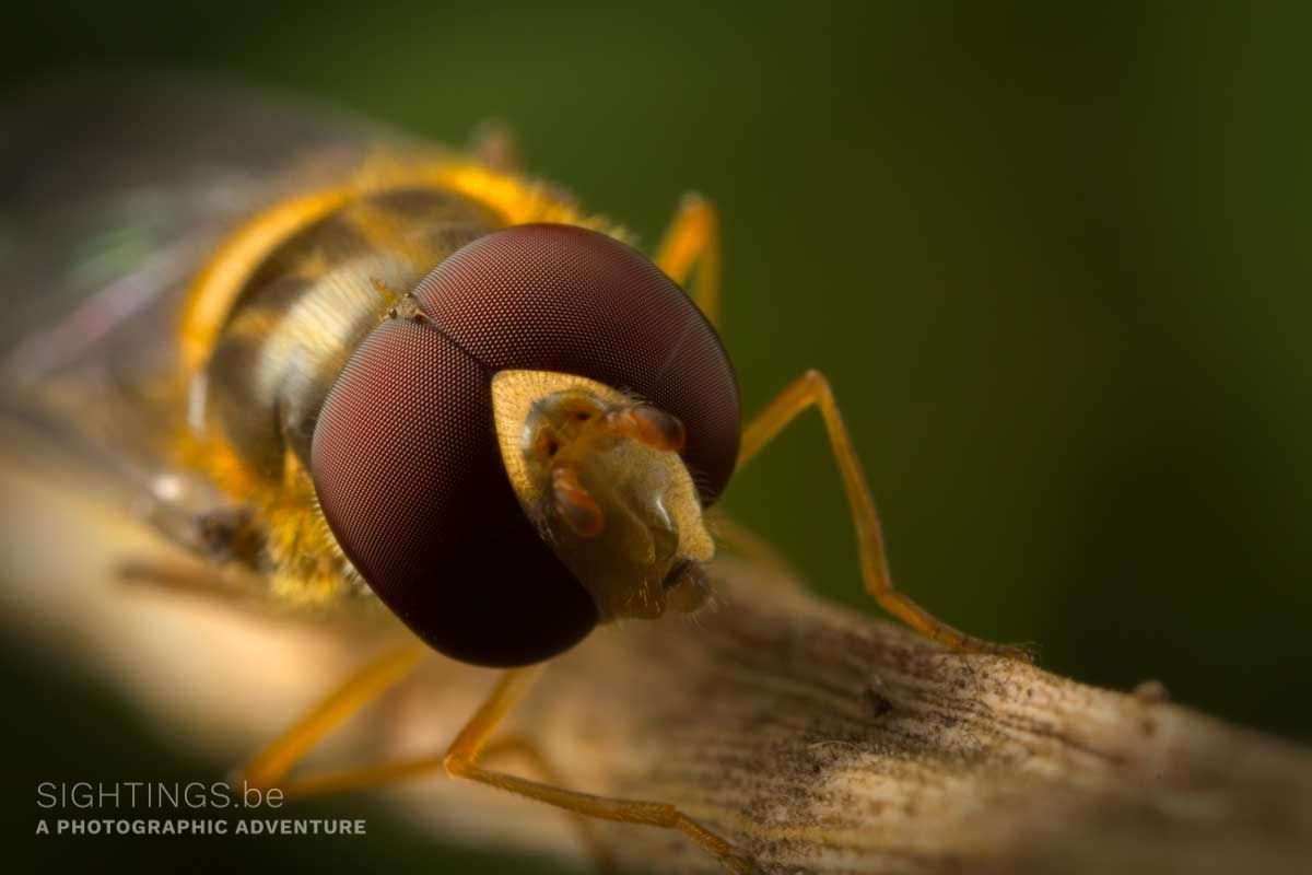 Hoverfly