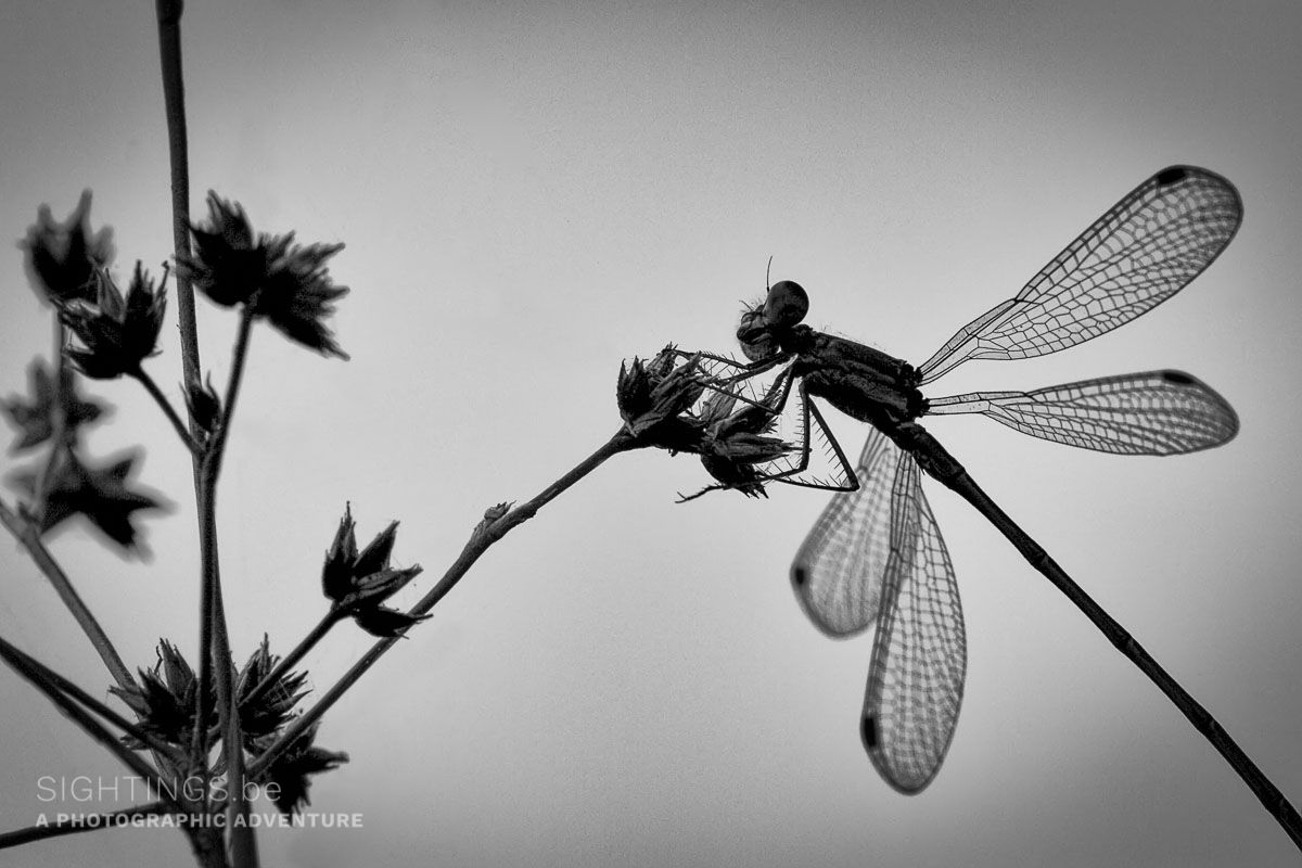 Damselfly