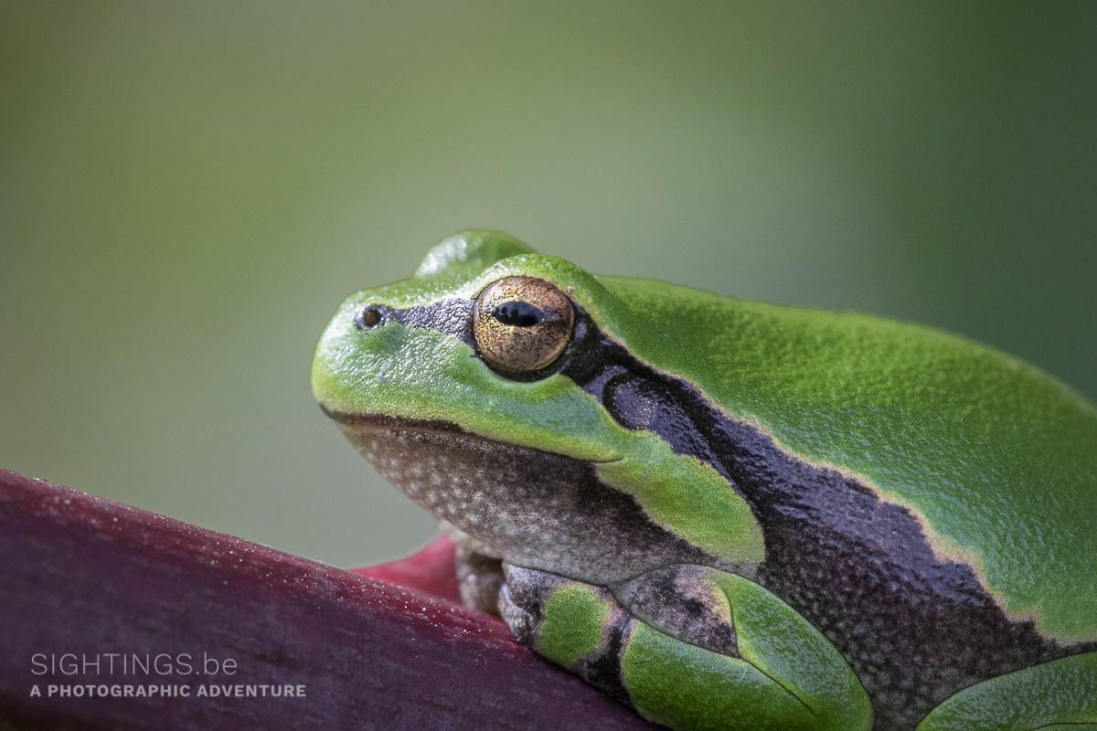 European tree frog