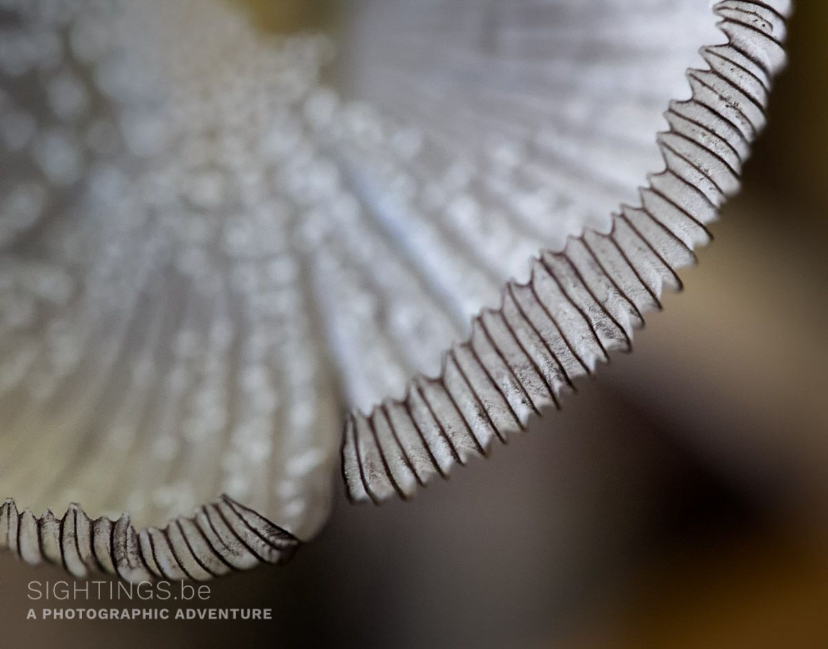 Mushroom gills