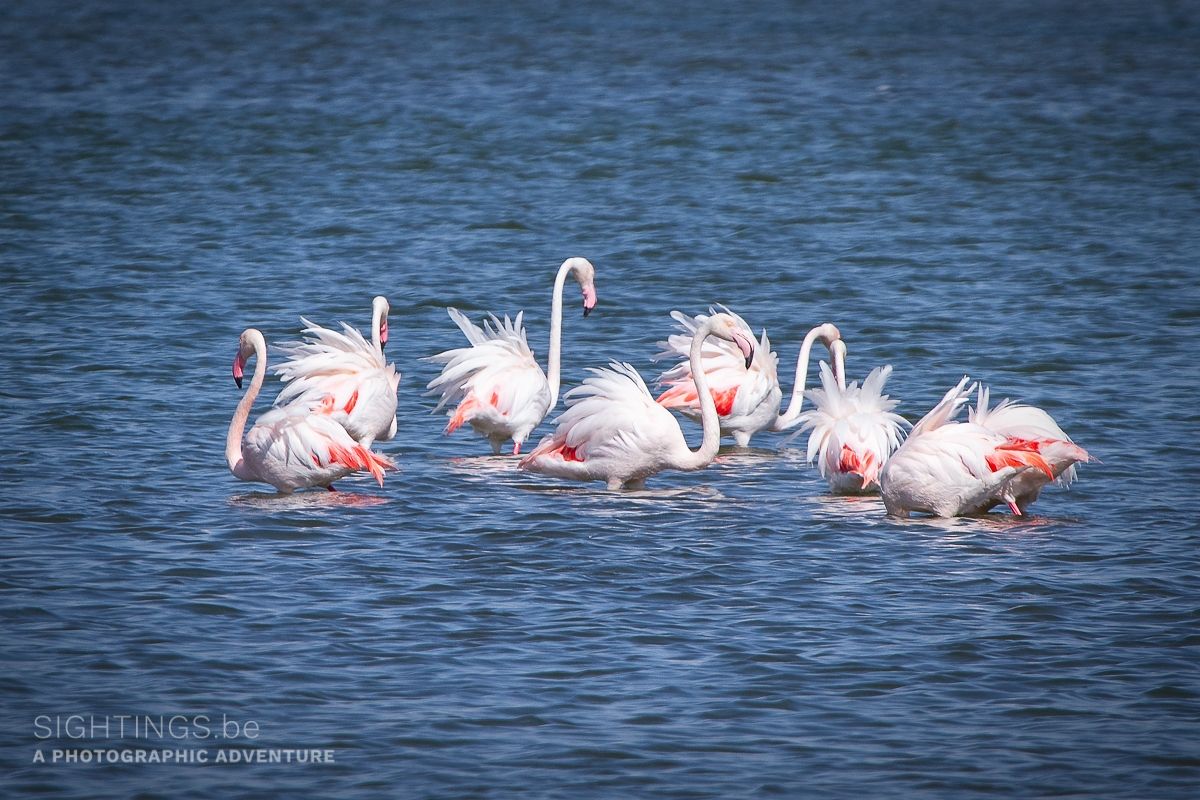 Flamingos at Walvisbay