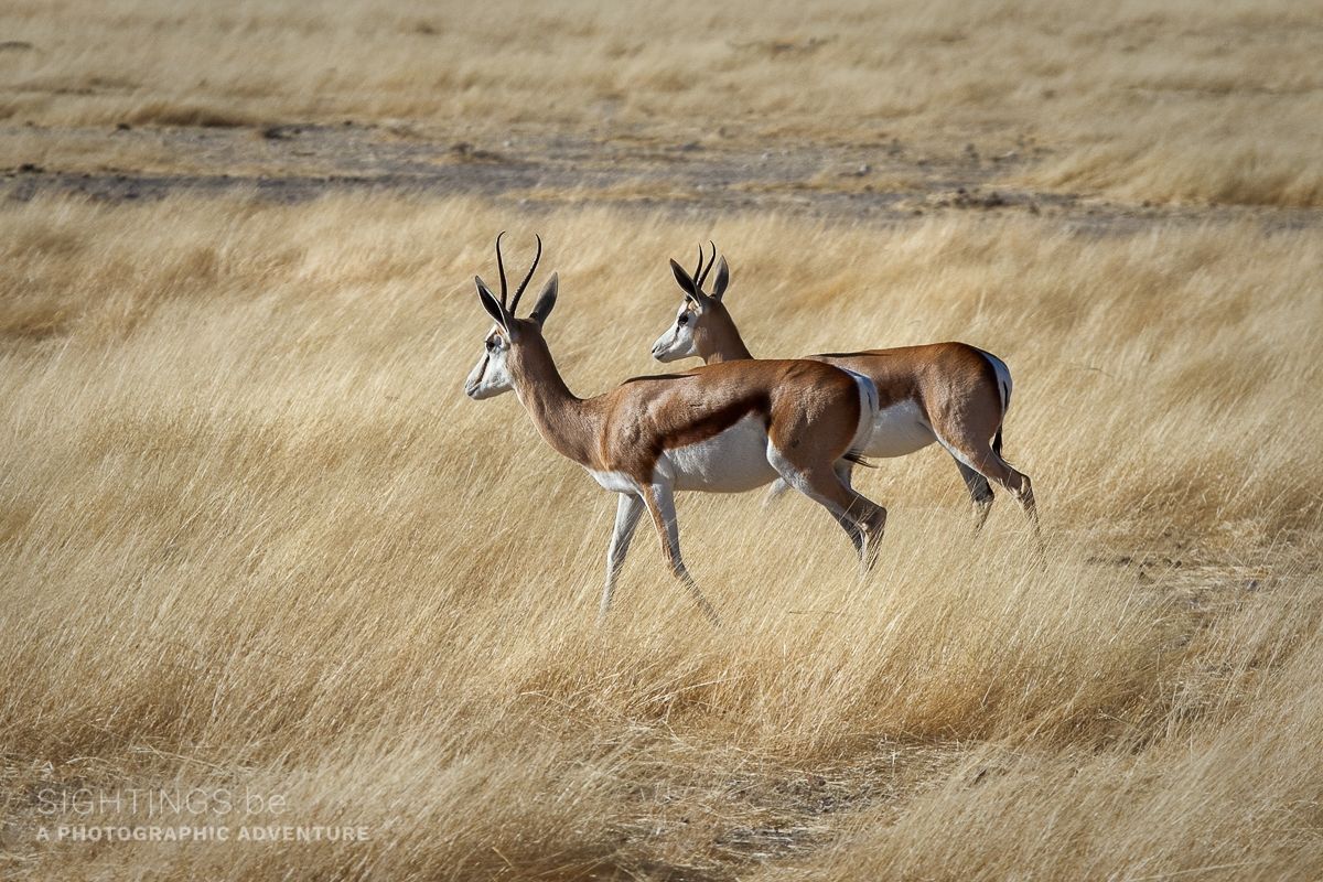 Springboks in Etosha National Park