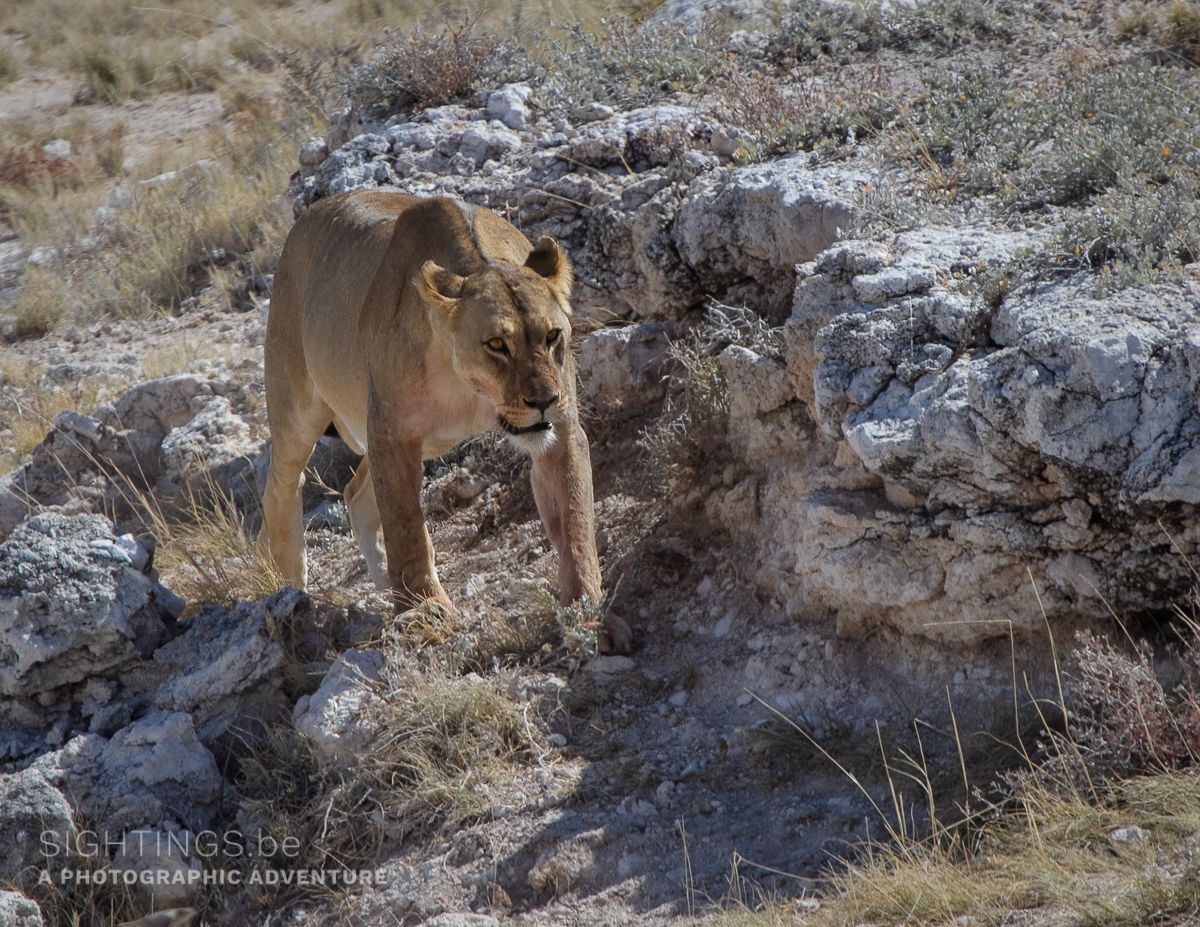 Lioness in Etosha National Park