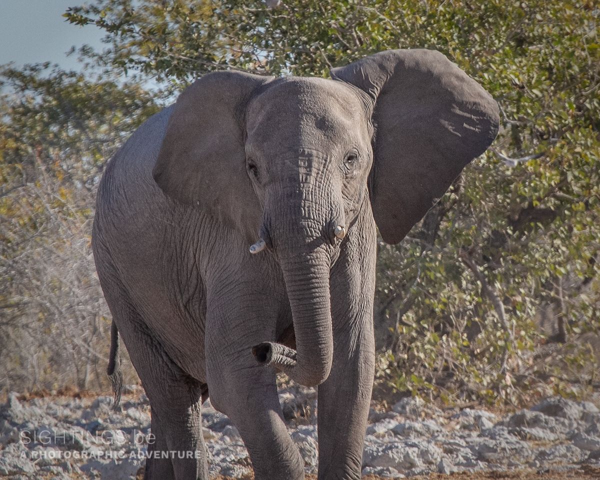 Elephant in Etosha National Park