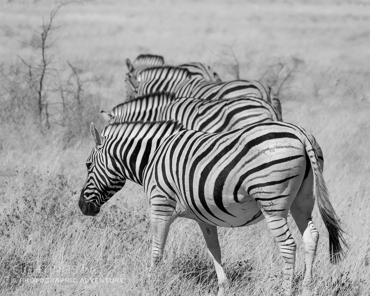 Zebras in Etosha National Park