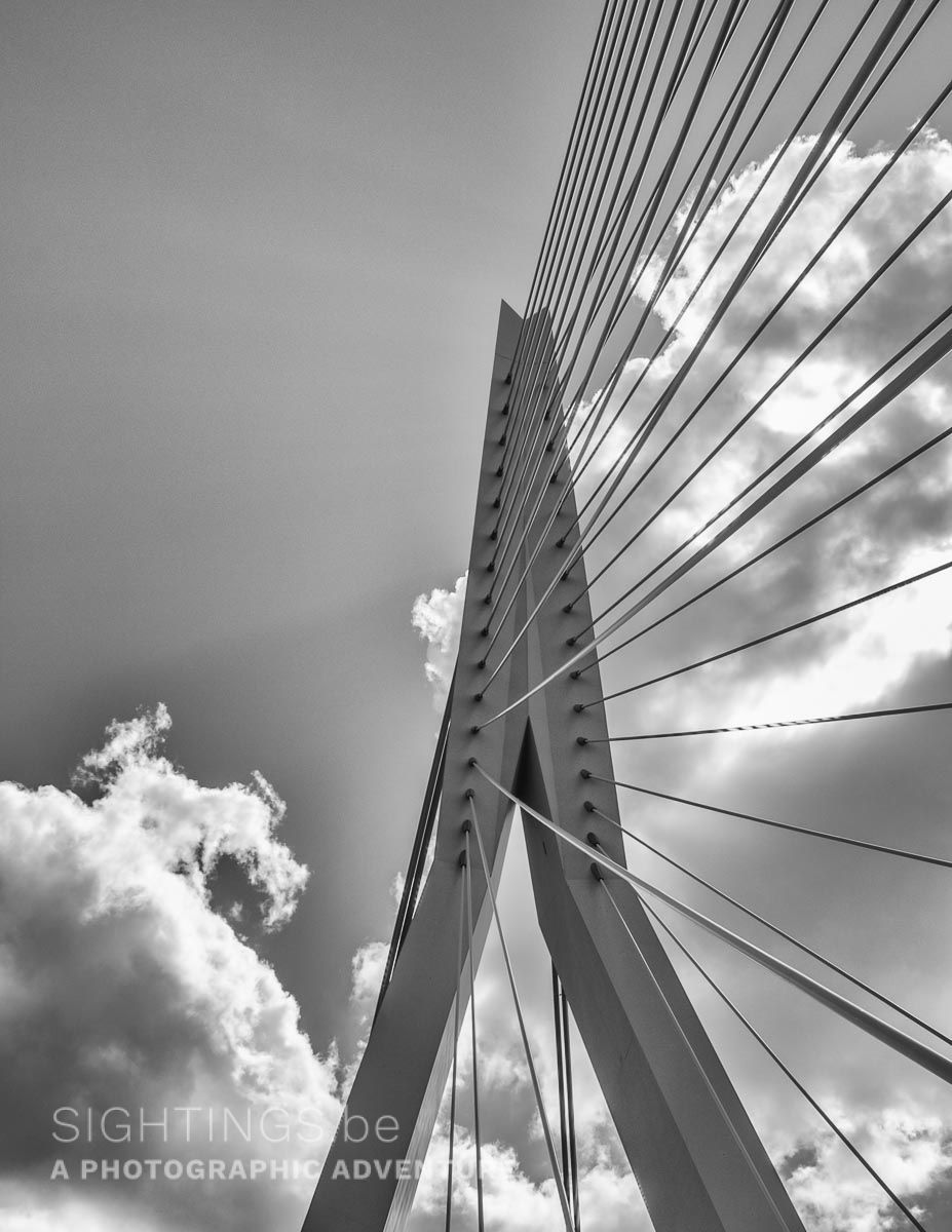 Erasmus bridge, Rotterdam