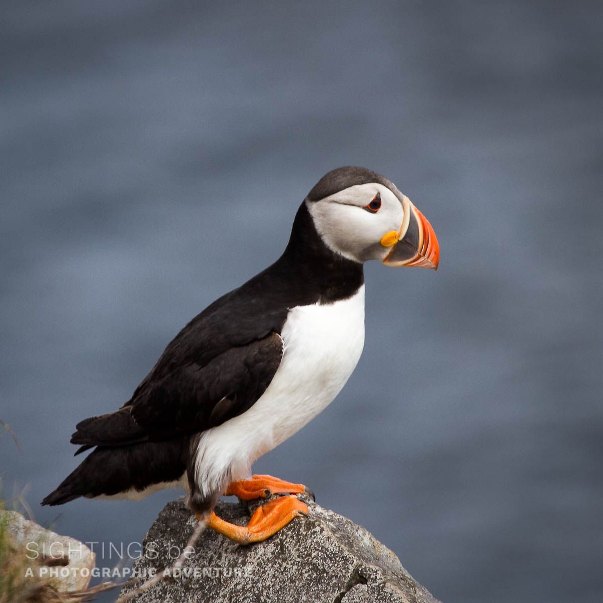 Atlantic puffin, Elliston, Bonavista Peninsula
