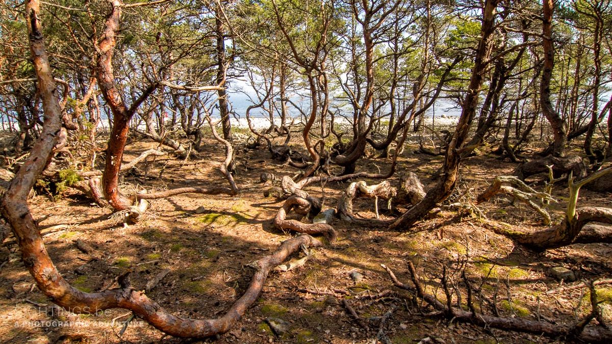 Trollskogen nature reserve