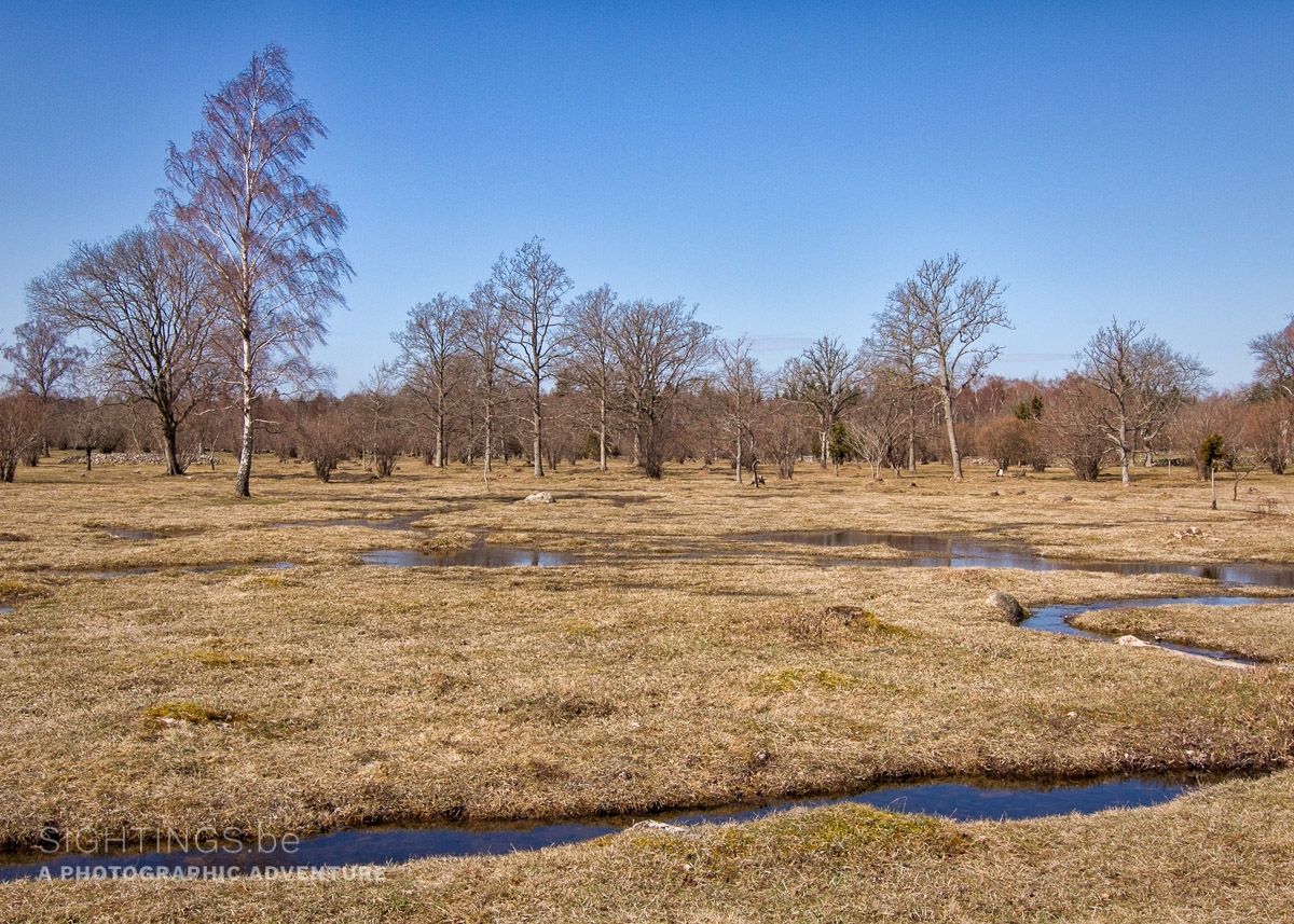 Meadow near Gråborg