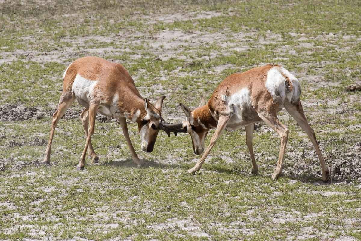 Pronghorn antilopes, Lamar Valley, Yellowstone