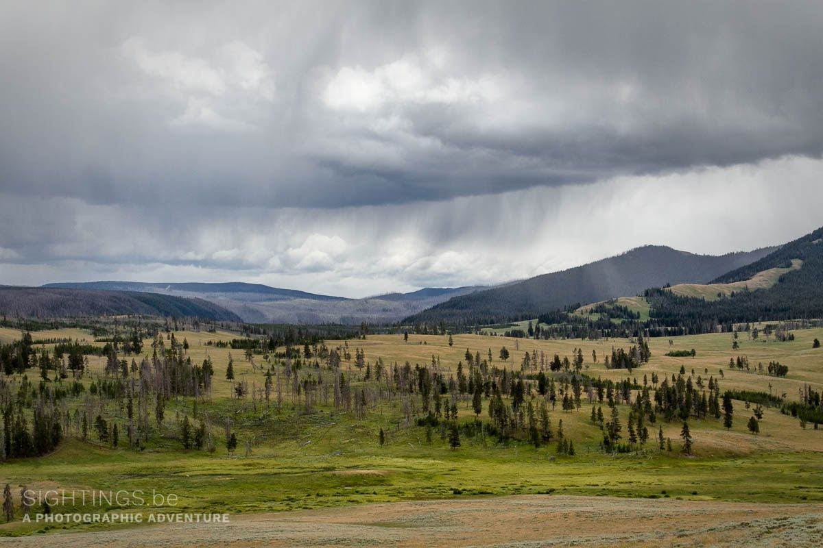 View from Mount Washburn, Yellowstone